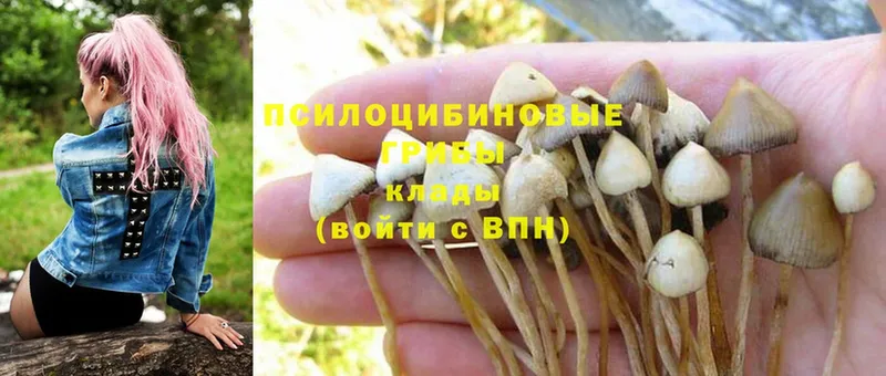 MEGA ТОР  Нерчинск  Галлюциногенные грибы Psilocybine cubensis 